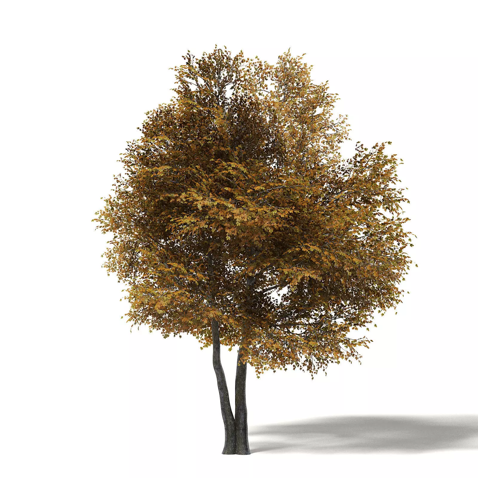 Field Maple 3D Model 10m 3D model_0