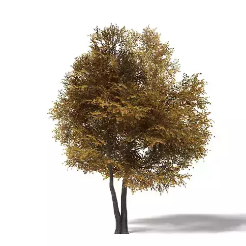 Field Maple 3D Model 10m