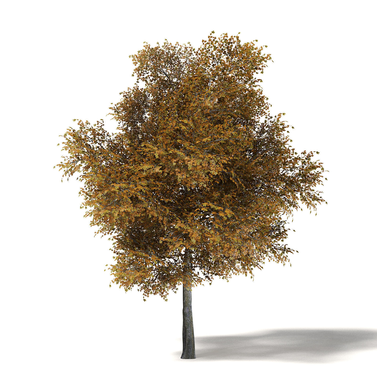 Field Maple 3D Model 10m 3D model_2