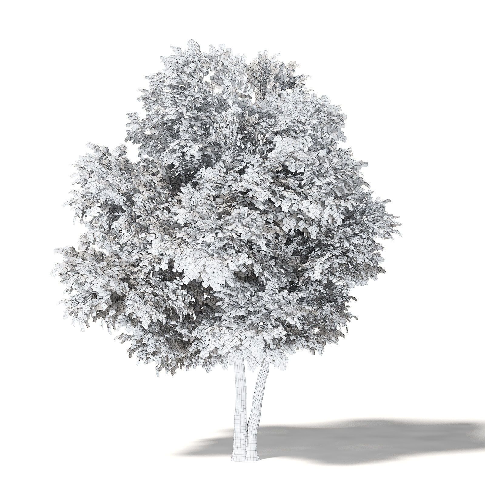 Field Maple 3D Model 10m 3D model_5