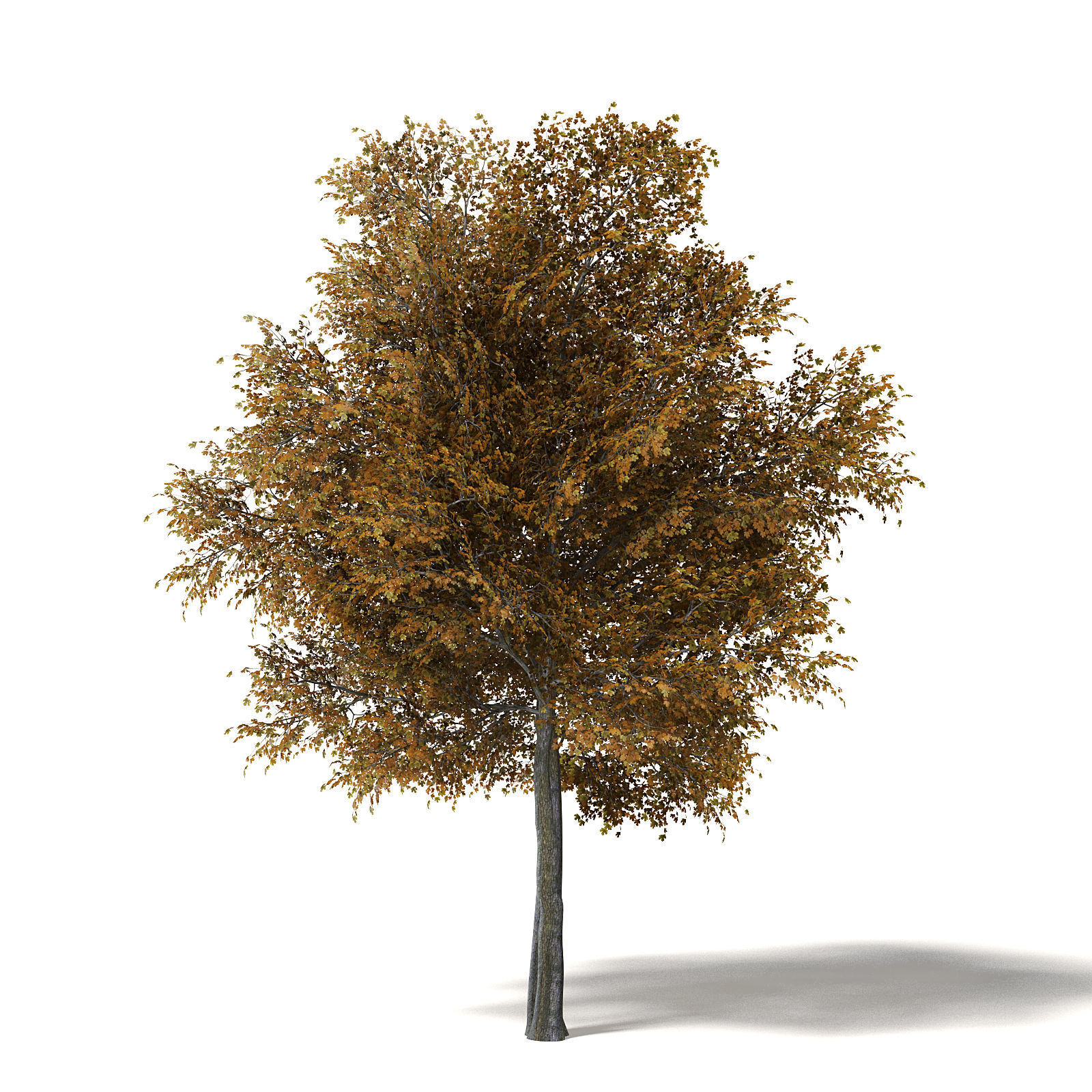 Field Maple 3D Model 10m 3D model_6