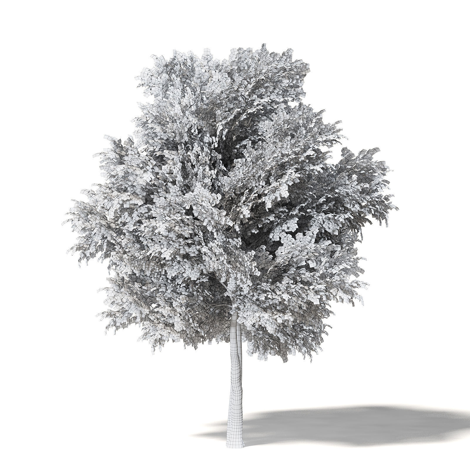 Field Maple 3D Model 10m 3D model_7