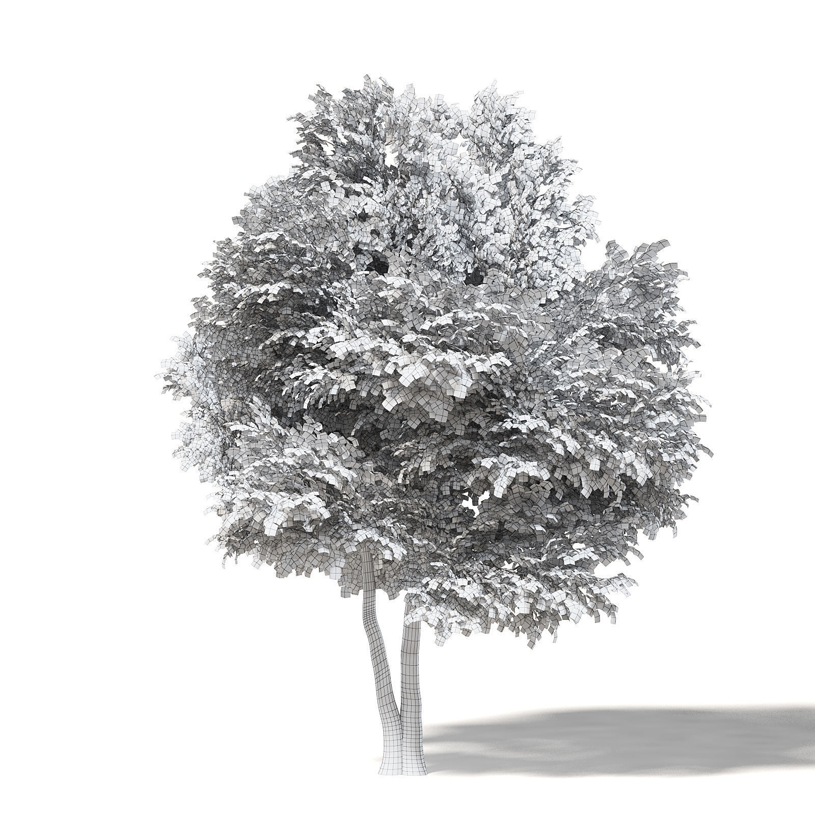 Field Maple 3D Model 10m 3D model_1