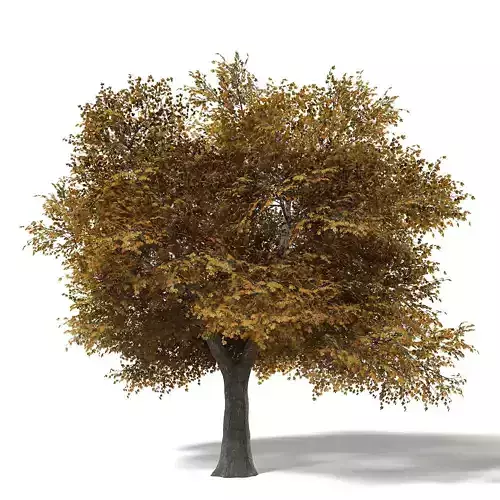 Field Maple 3D Model 10m