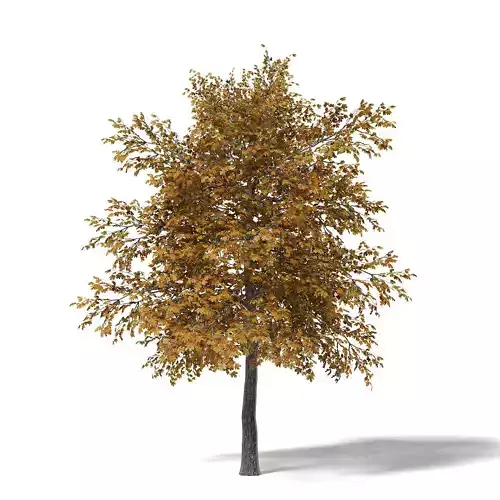 Field Maple 3D Model 5m