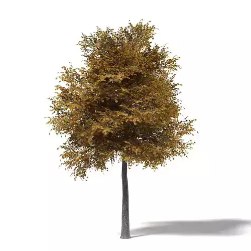 Field Maple 3D Model 9m