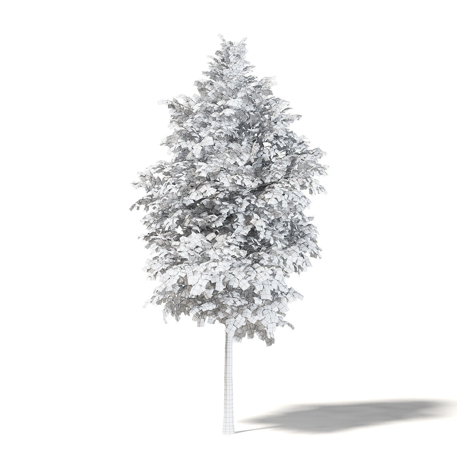 Field Maple 3D Model 5m 3D model_3