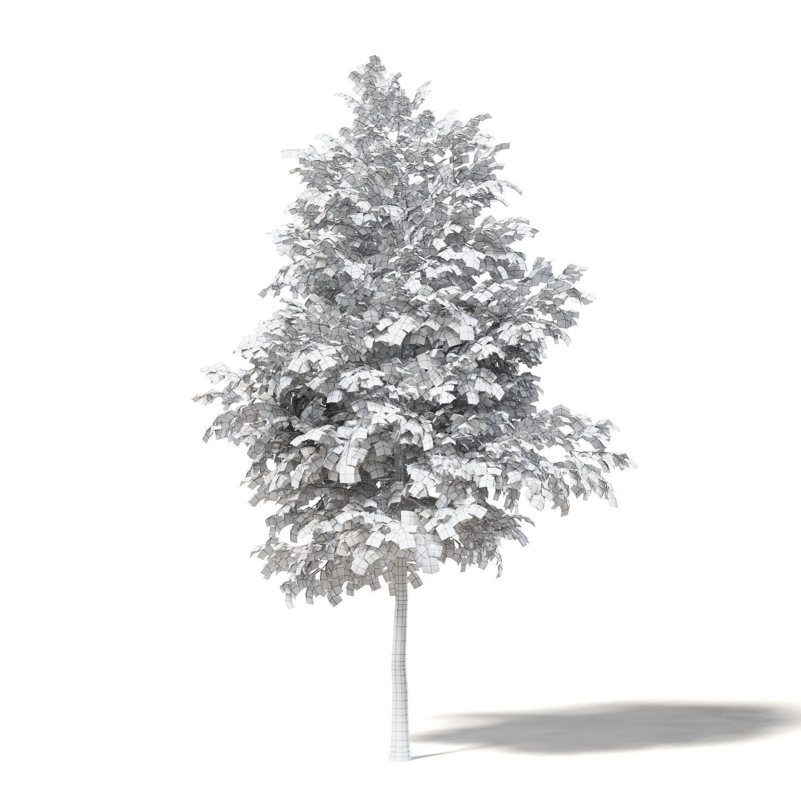 Field Maple 3D Model 5m 3D model_1