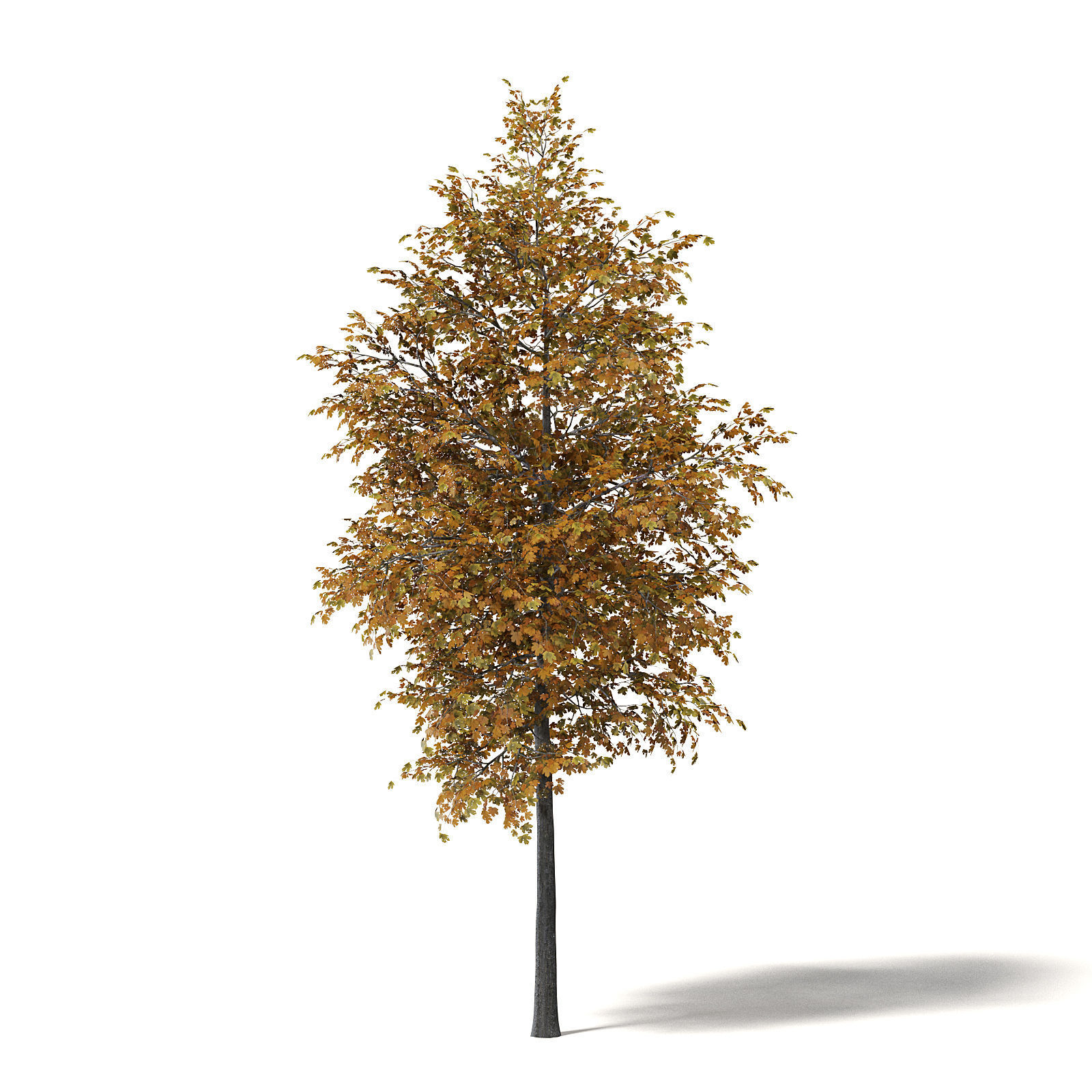 Field Maple 3D Model 5m 3D model_6