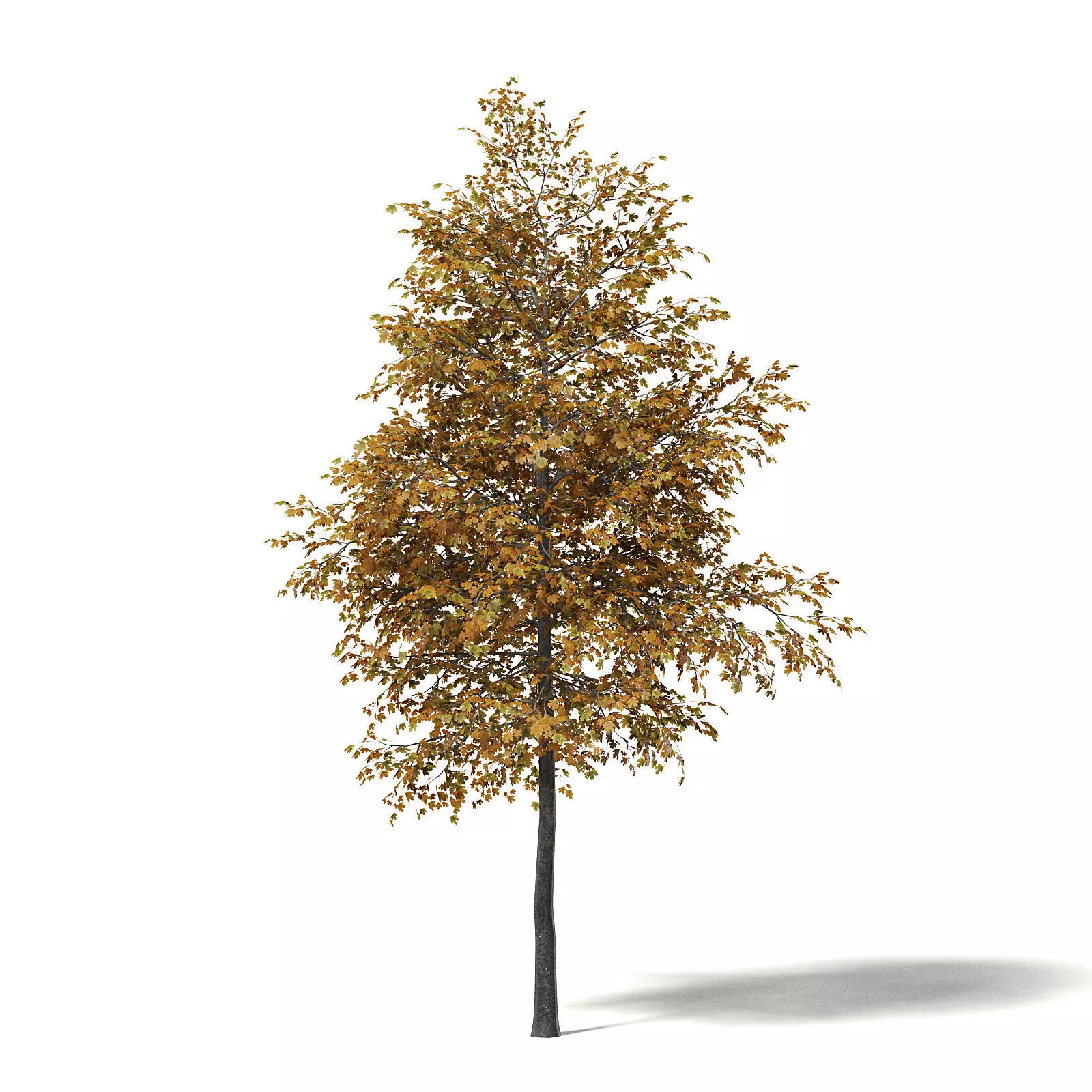 Field Maple 3D Model 5m 3D model_0