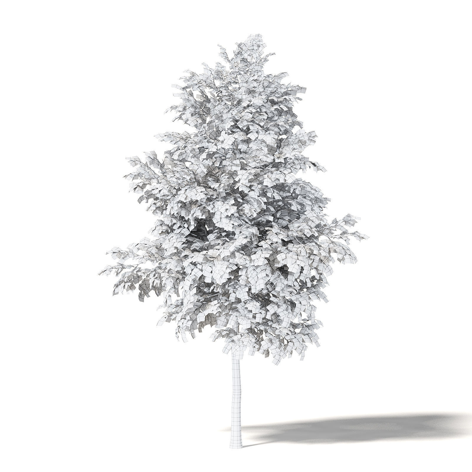 Field Maple 3D Model 5m 3D model_5