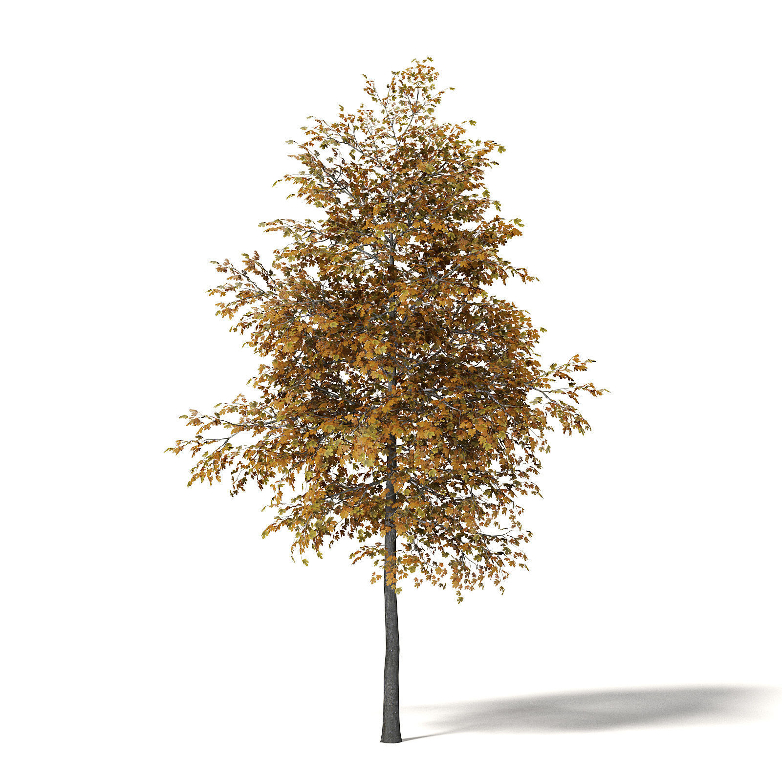 Field Maple 3D Model 5m 3D model_4
