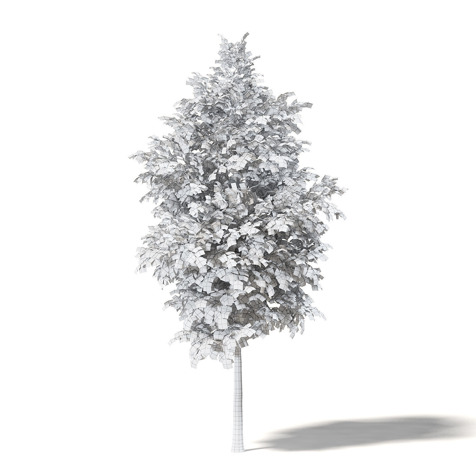 Field Maple 3D Model 5m 3D model_7