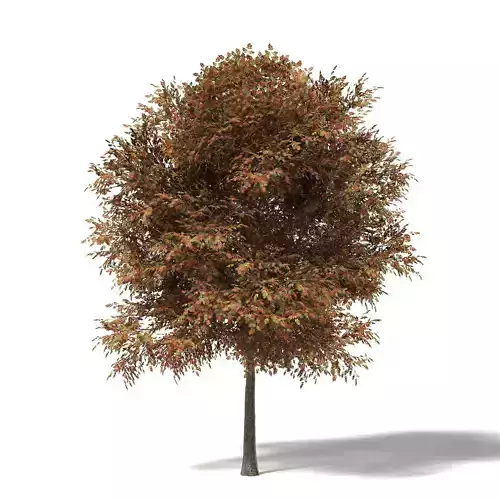 Mountain Ash 3D Model 8m