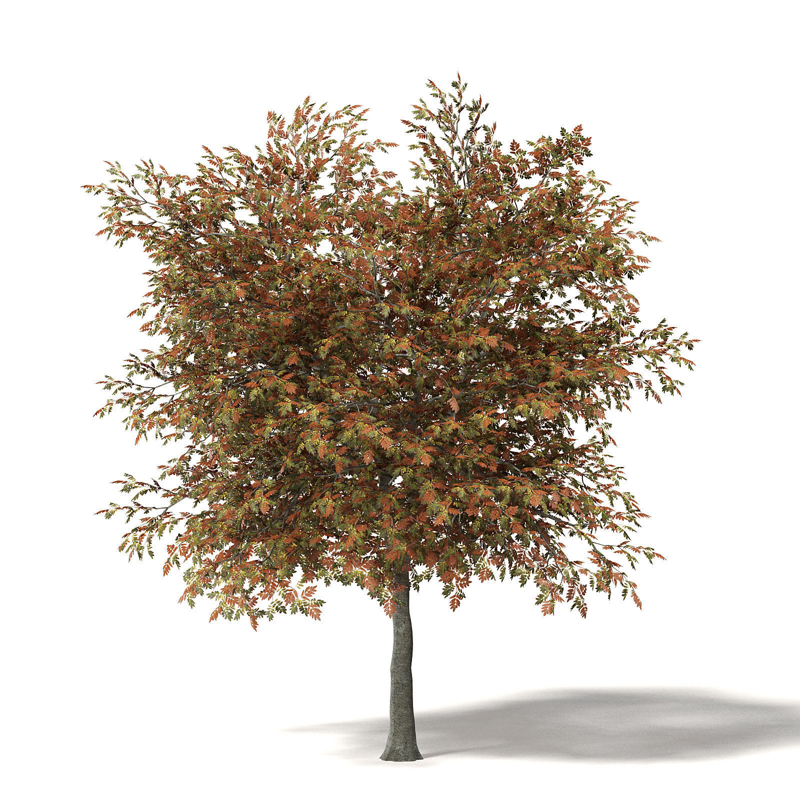 Mountain Ash 3D Model 7m 3D model_6
