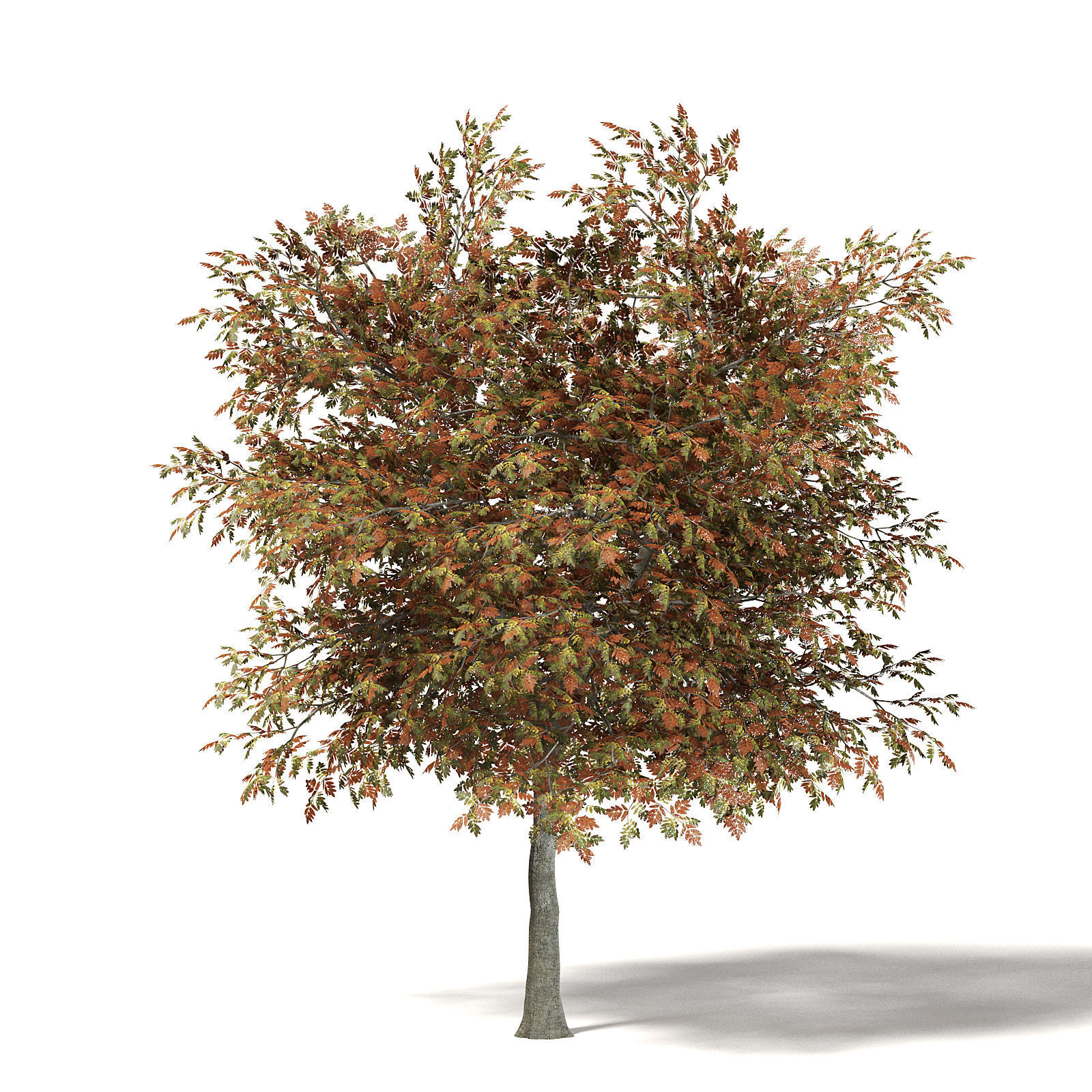 Mountain Ash 3D Model 7m 3D model_2