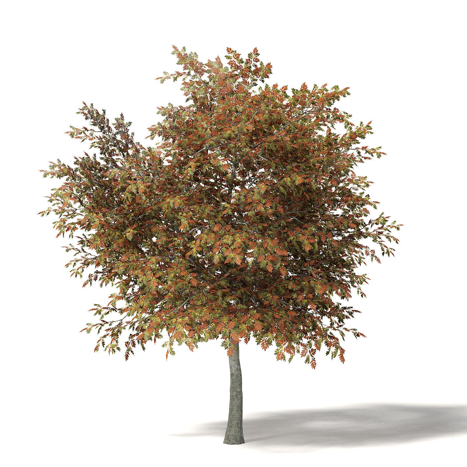 Mountain Ash 3D Model 7m 3D model_4