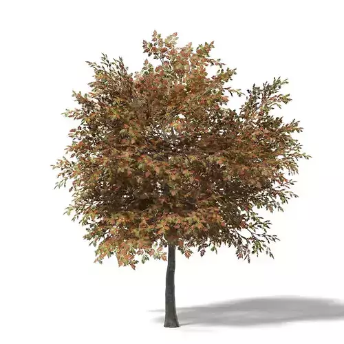 Mountain Ash 3D Model 7m 3D model