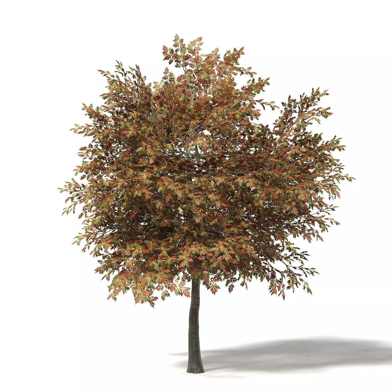 Mountain Ash 3D Model 7m 3D model_0