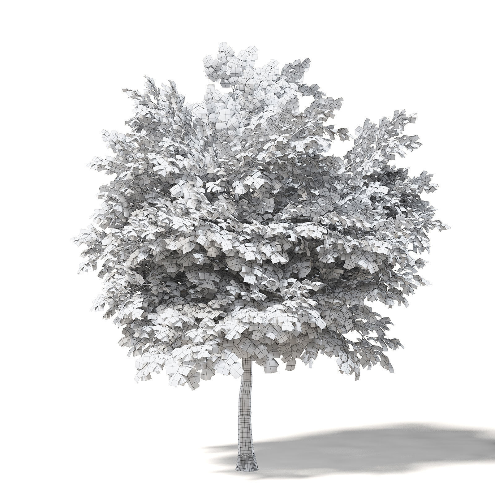 Mountain Ash 3D Model 7m 3D model_1