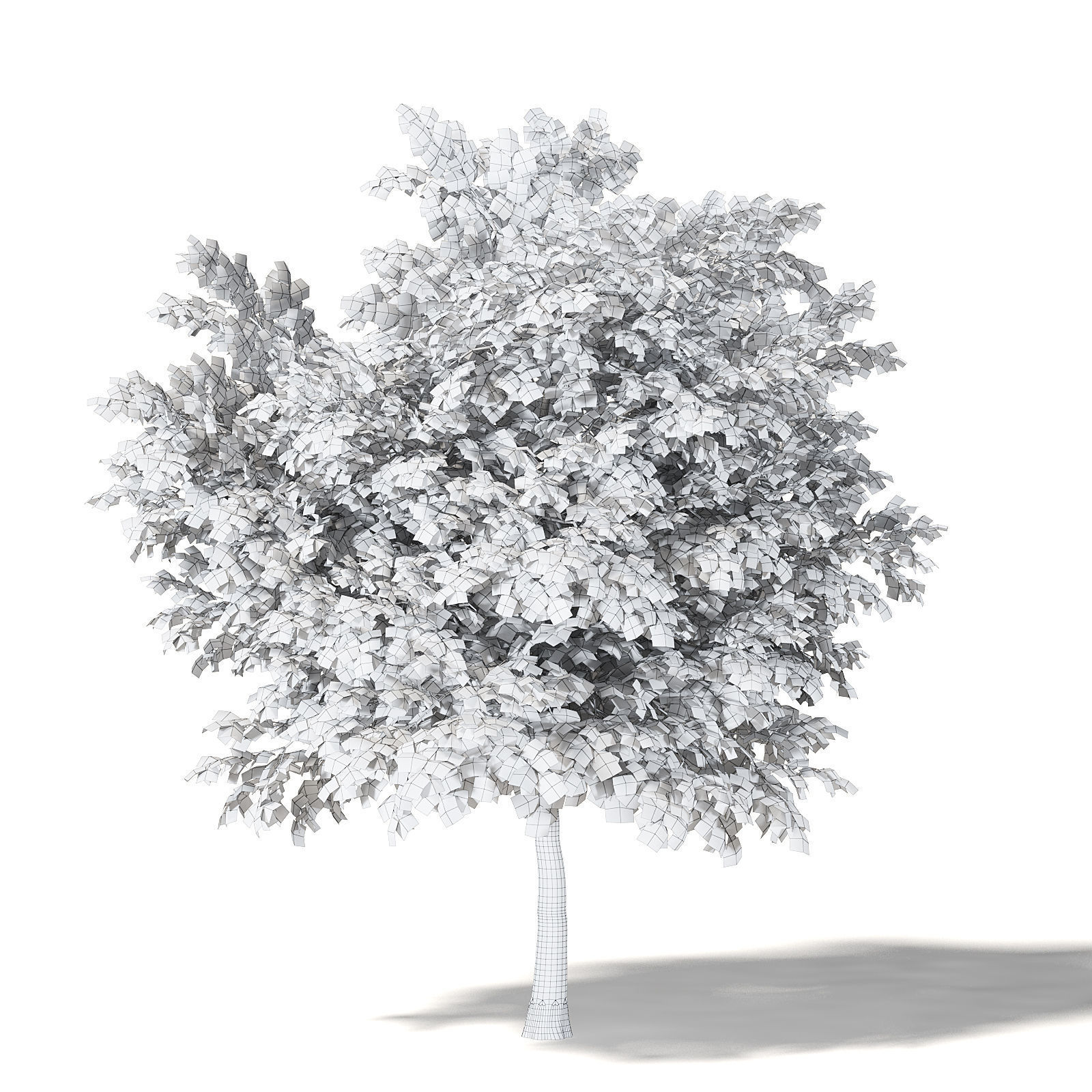 Mountain Ash 3D Model 7m 3D model_5