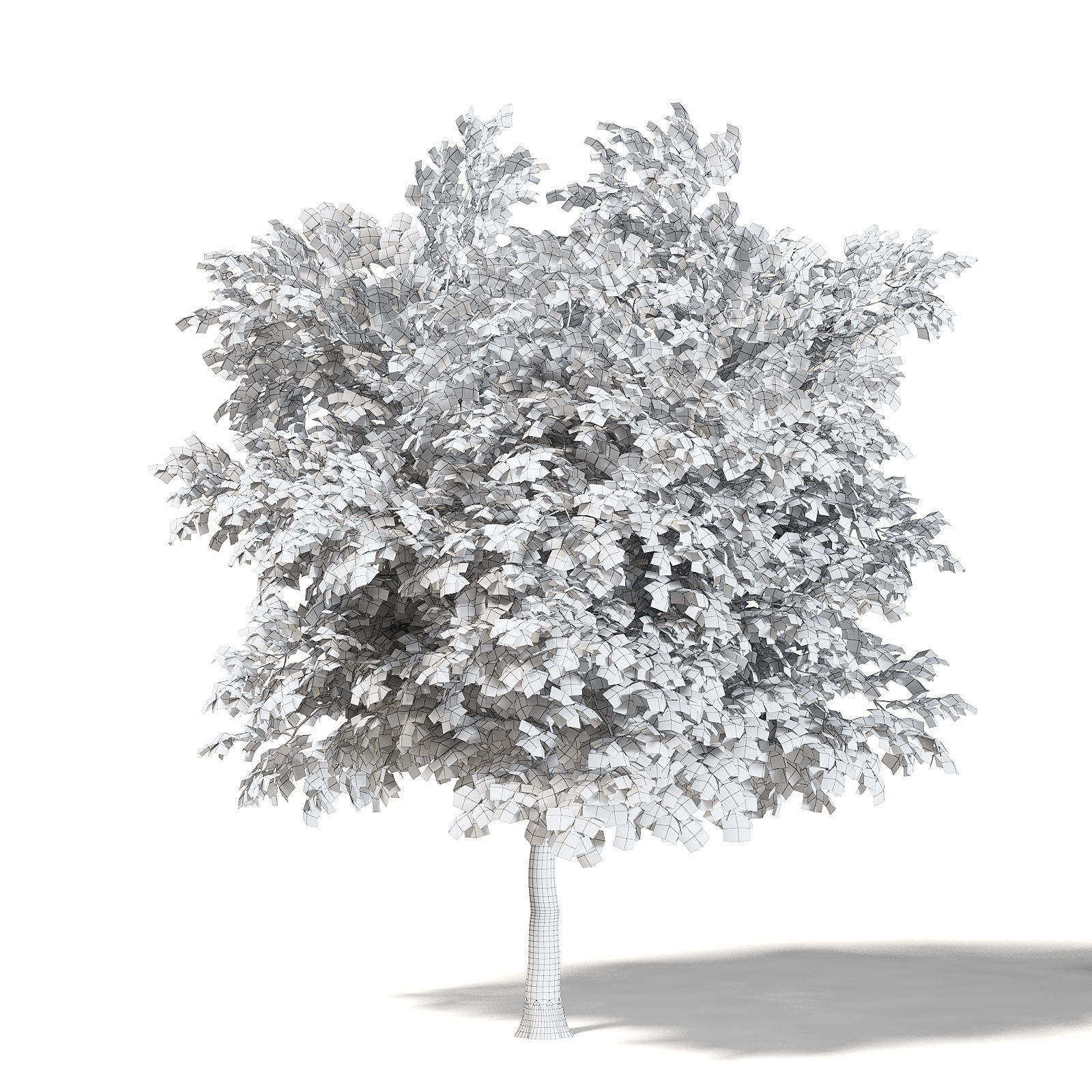 Mountain Ash 3D Model 7m 3D model_3