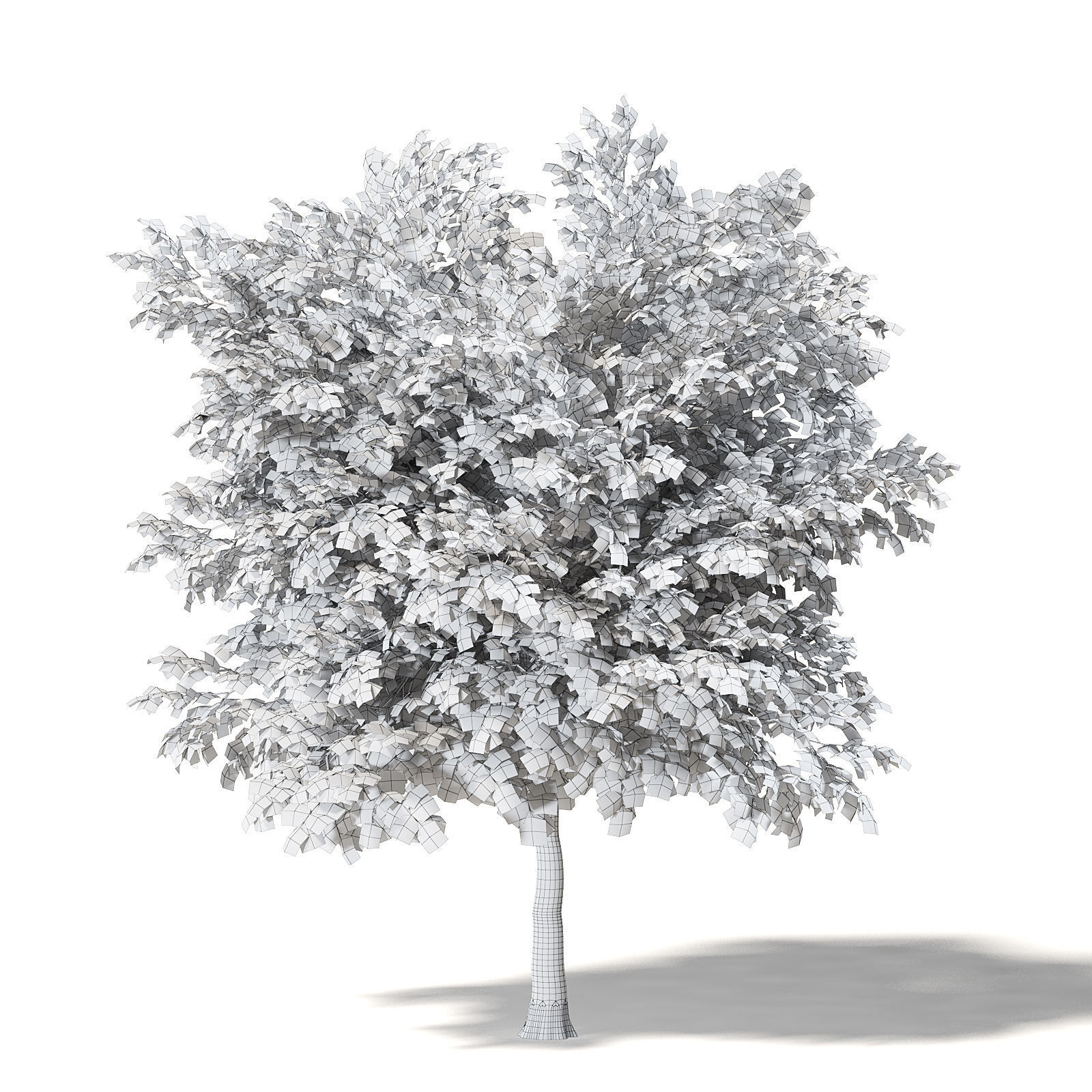 Mountain Ash 3D Model 7m 3D model_7