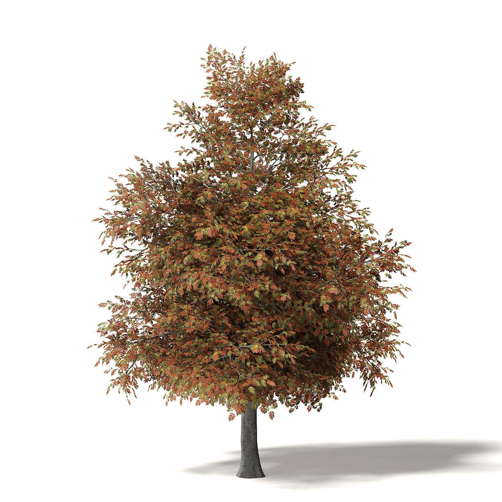 Mountain Ash 3D Model 8m 3D model_6