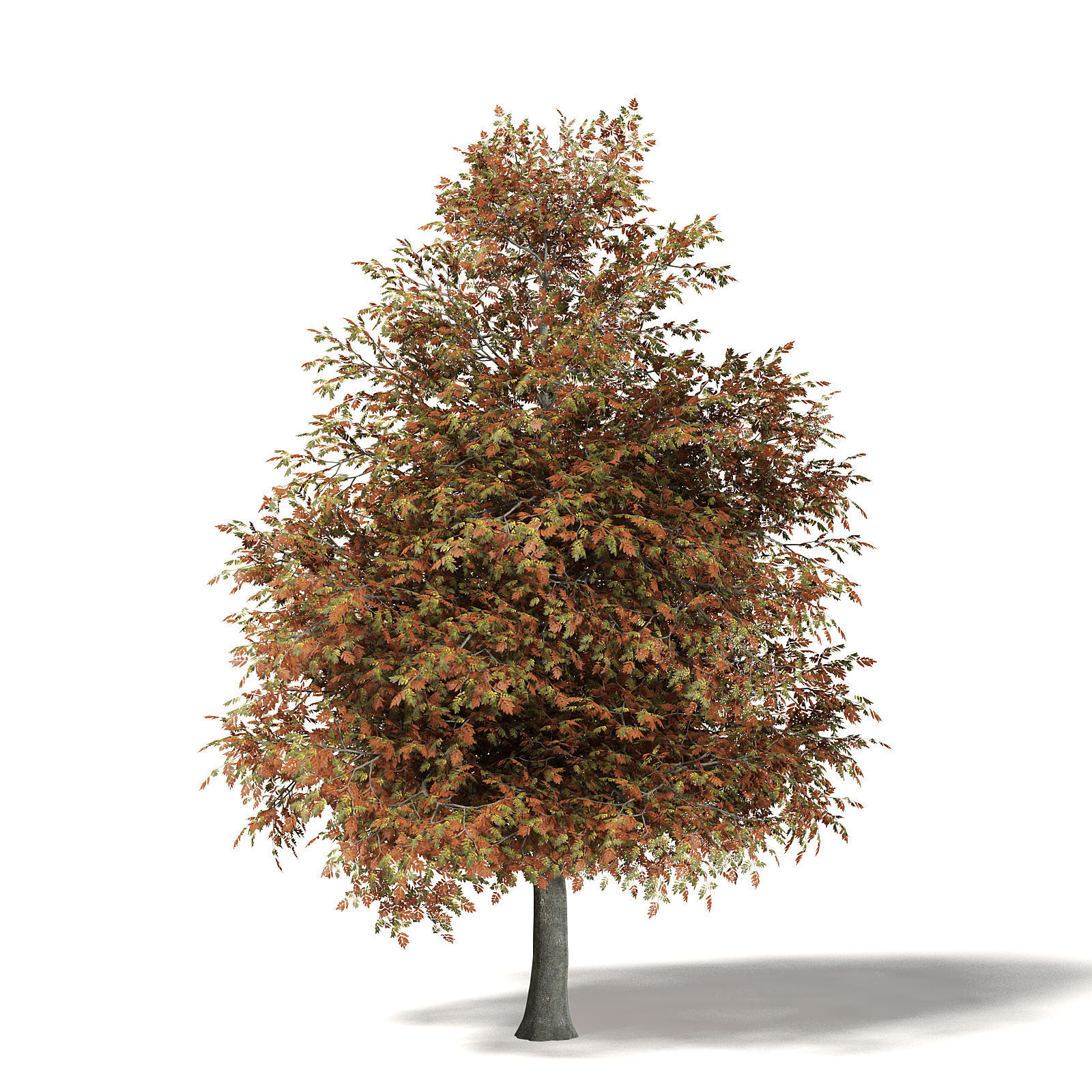 Mountain Ash 3D Model 8m 3D model_2