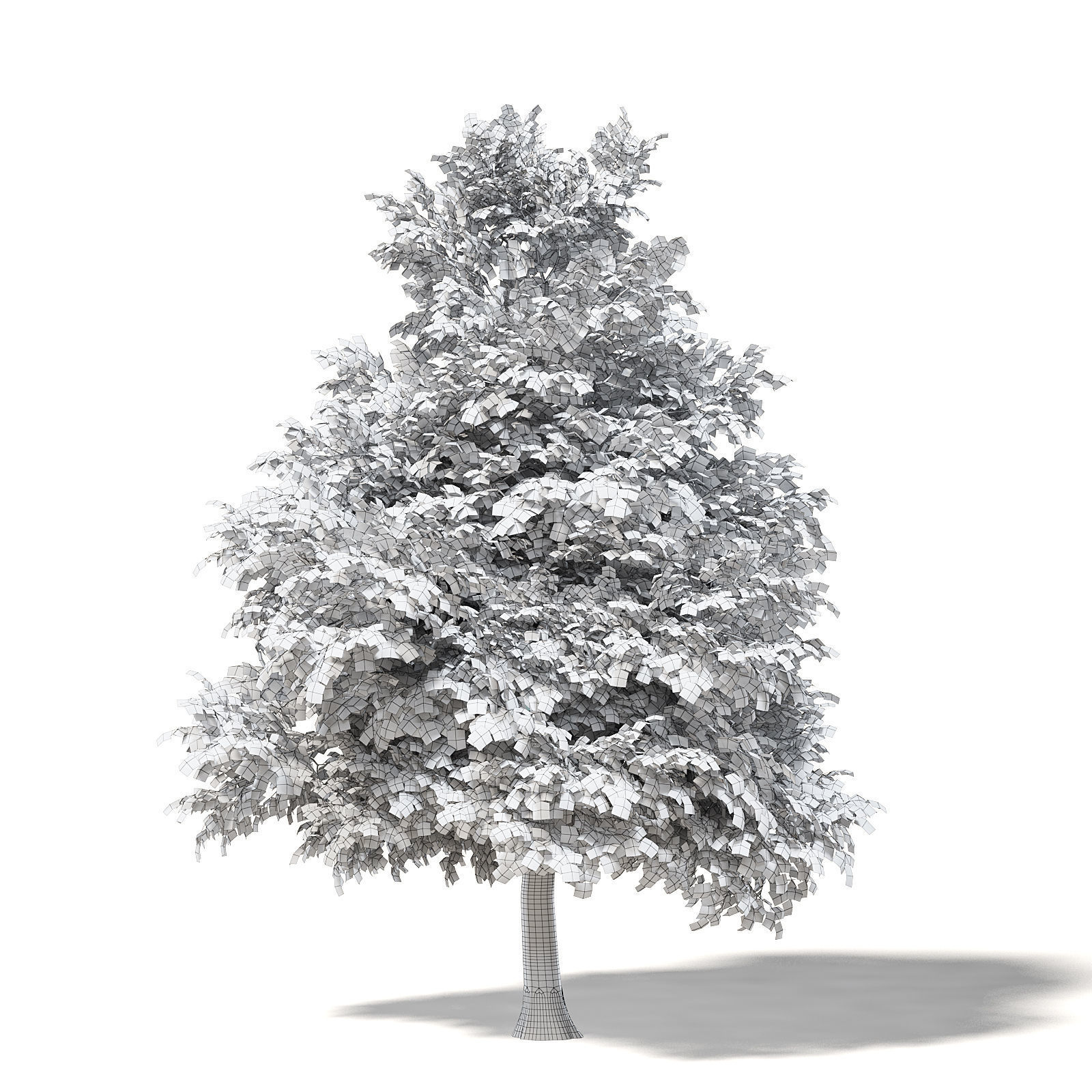 Mountain Ash 3D Model 8m 3D model_1