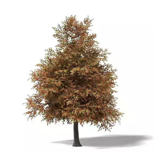 Mountain Ash 3D Model 8m 3D model
