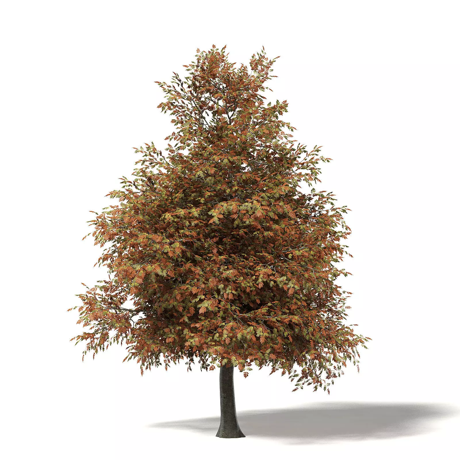 Mountain Ash 3D Model 8m 3D model_0