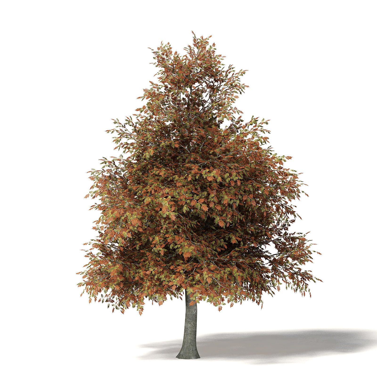 Mountain Ash 3D Model 8m 3D model_4