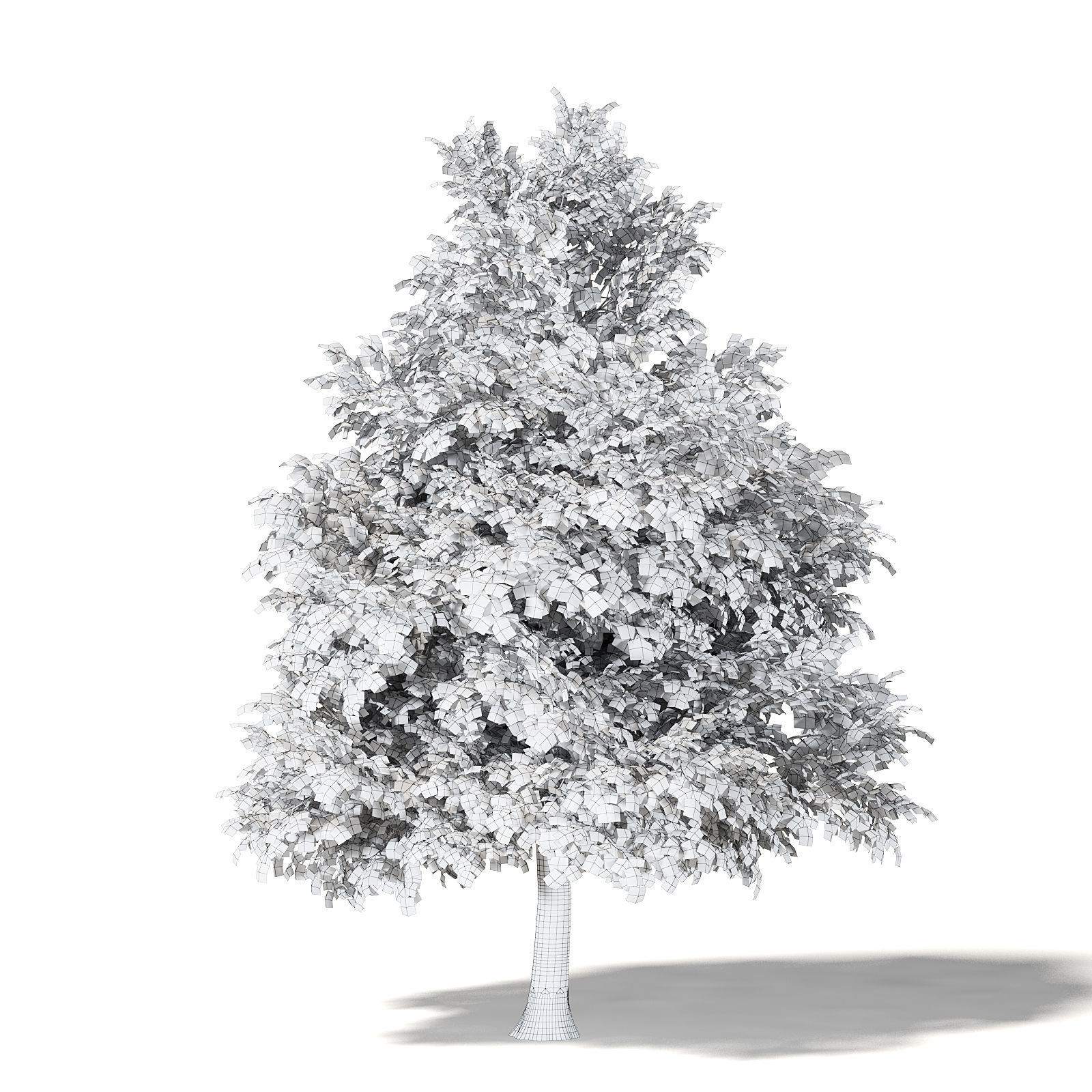 Mountain Ash 3D Model 8m 3D model_5