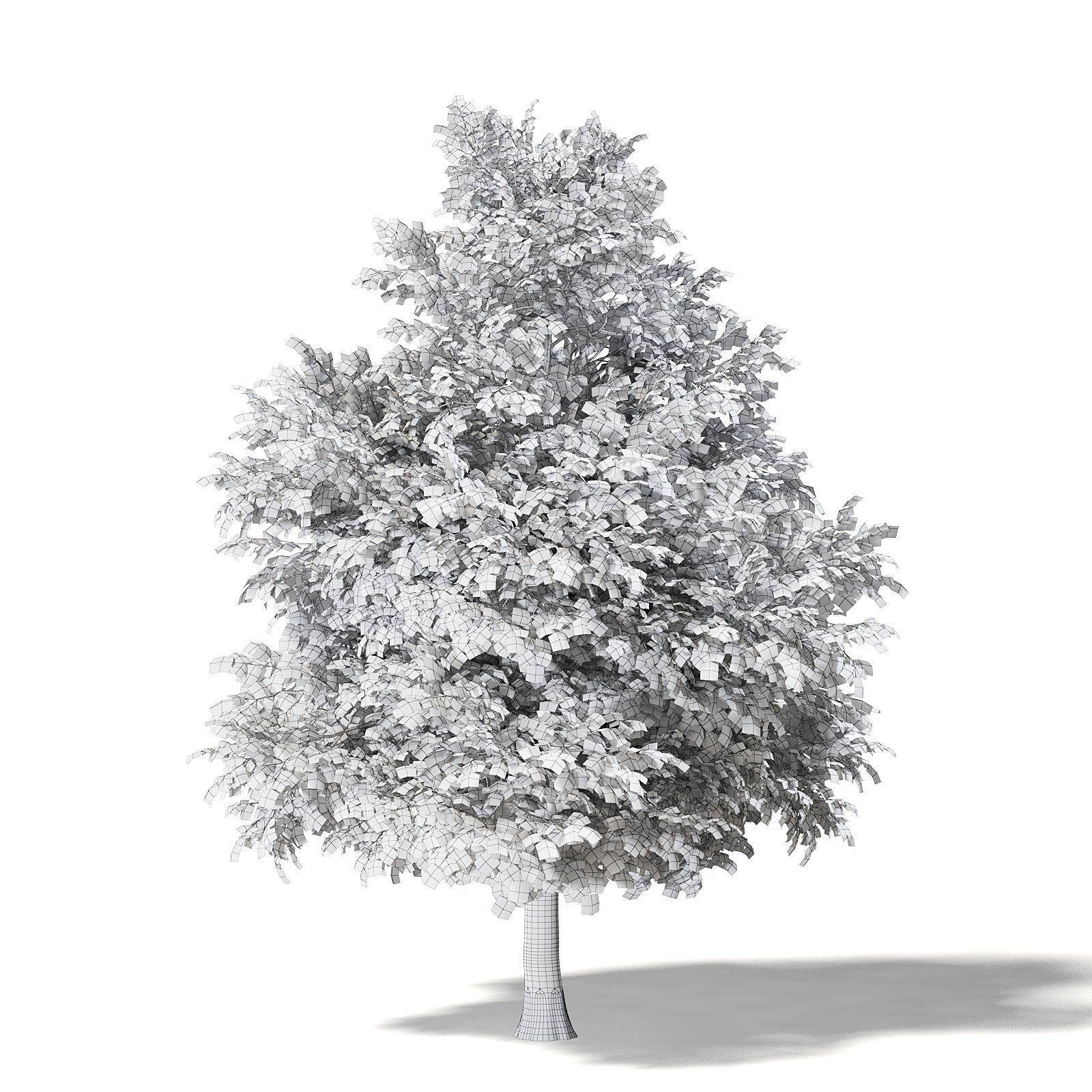 Mountain Ash 3D Model 8m 3D model_7