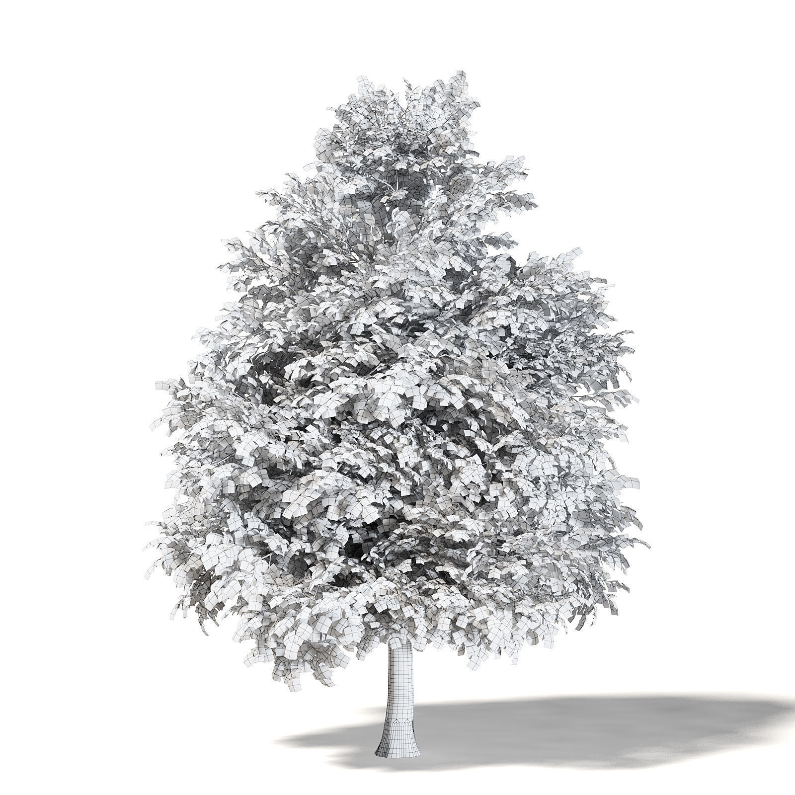 Mountain Ash 3D Model 8m 3D model_3