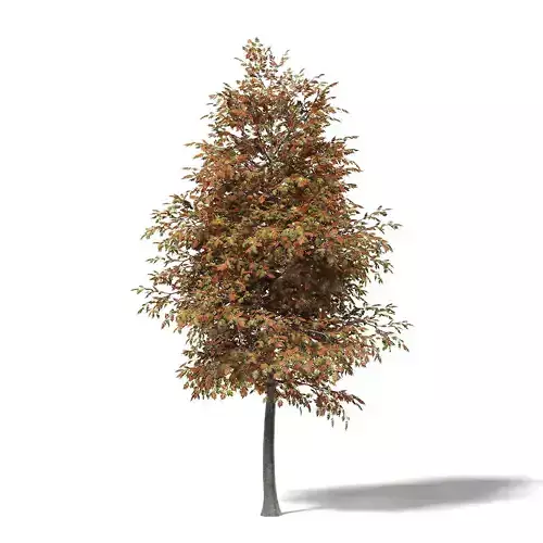 Mountain Ash 3D Model 5m 3D model