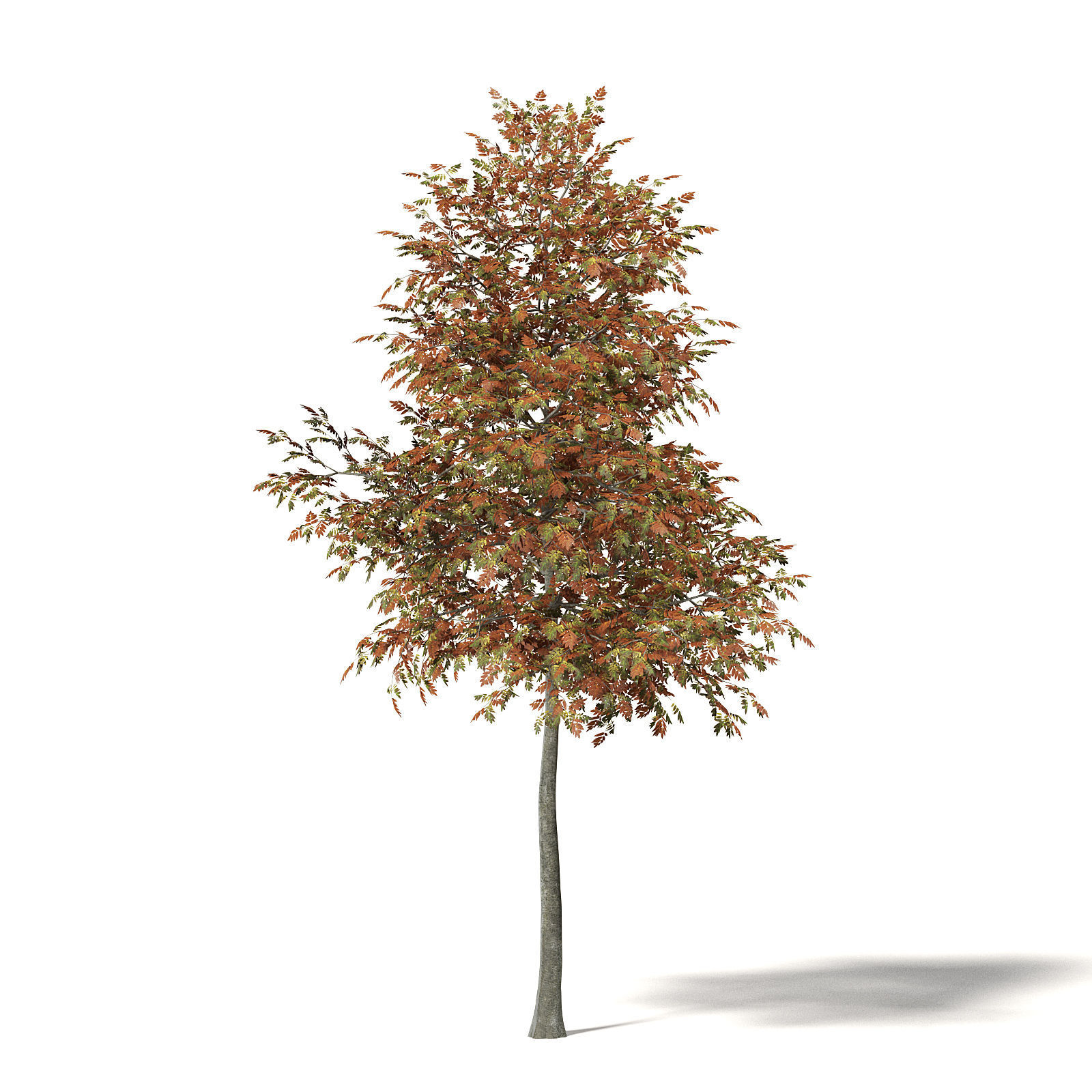 Mountain Ash 3D Model 5m 3D model_6