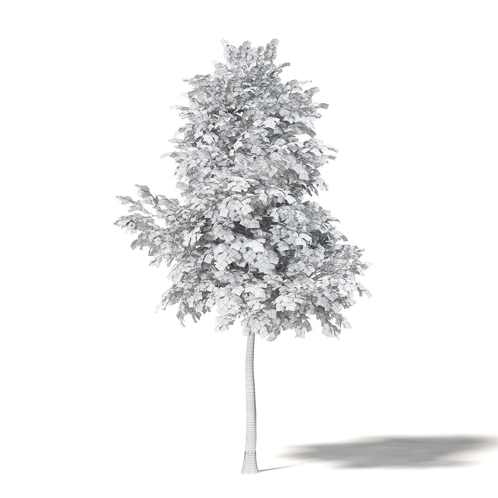 Mountain Ash 3D Model 5m 3D model_7