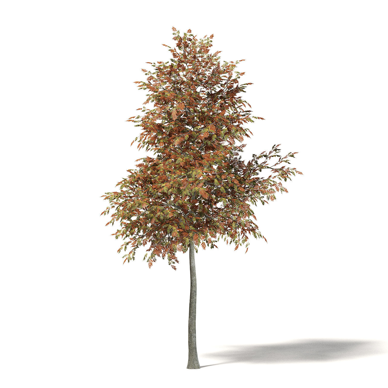 Mountain Ash 3D Model 5m 3D model_2