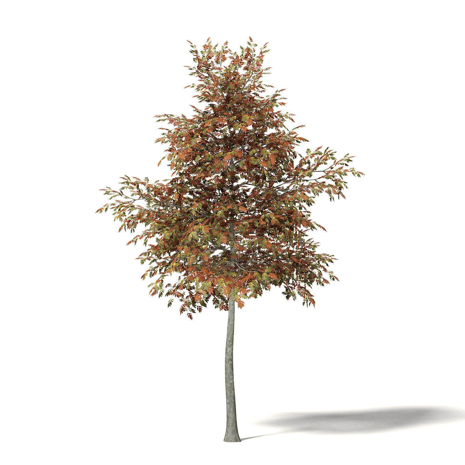 Mountain Ash 3D Model 5m 3D model_4