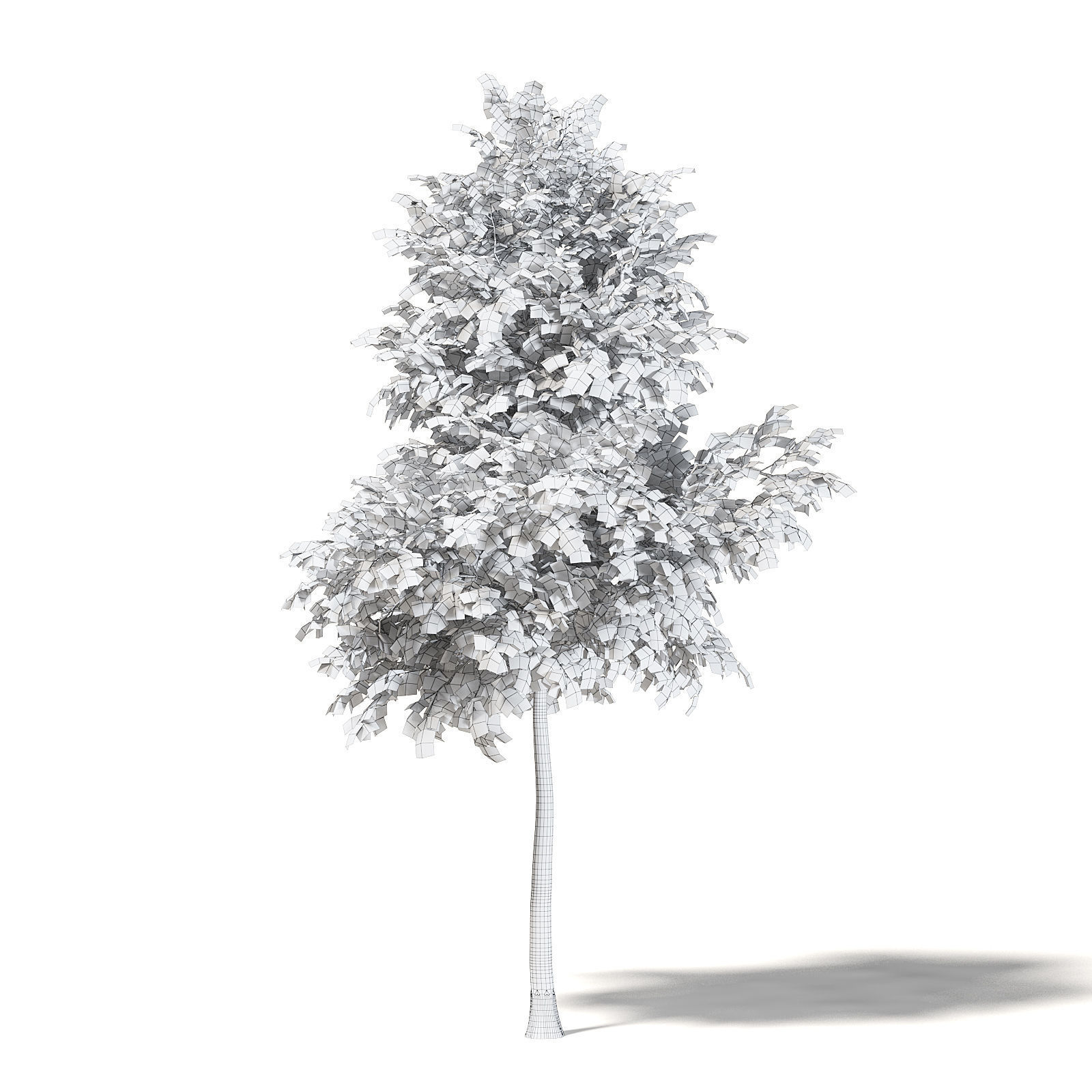 Mountain Ash 3D Model 5m 3D model_3