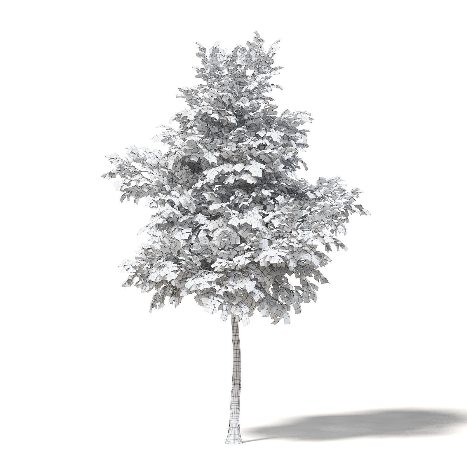 Mountain Ash 3D Model 5m 3D model_1