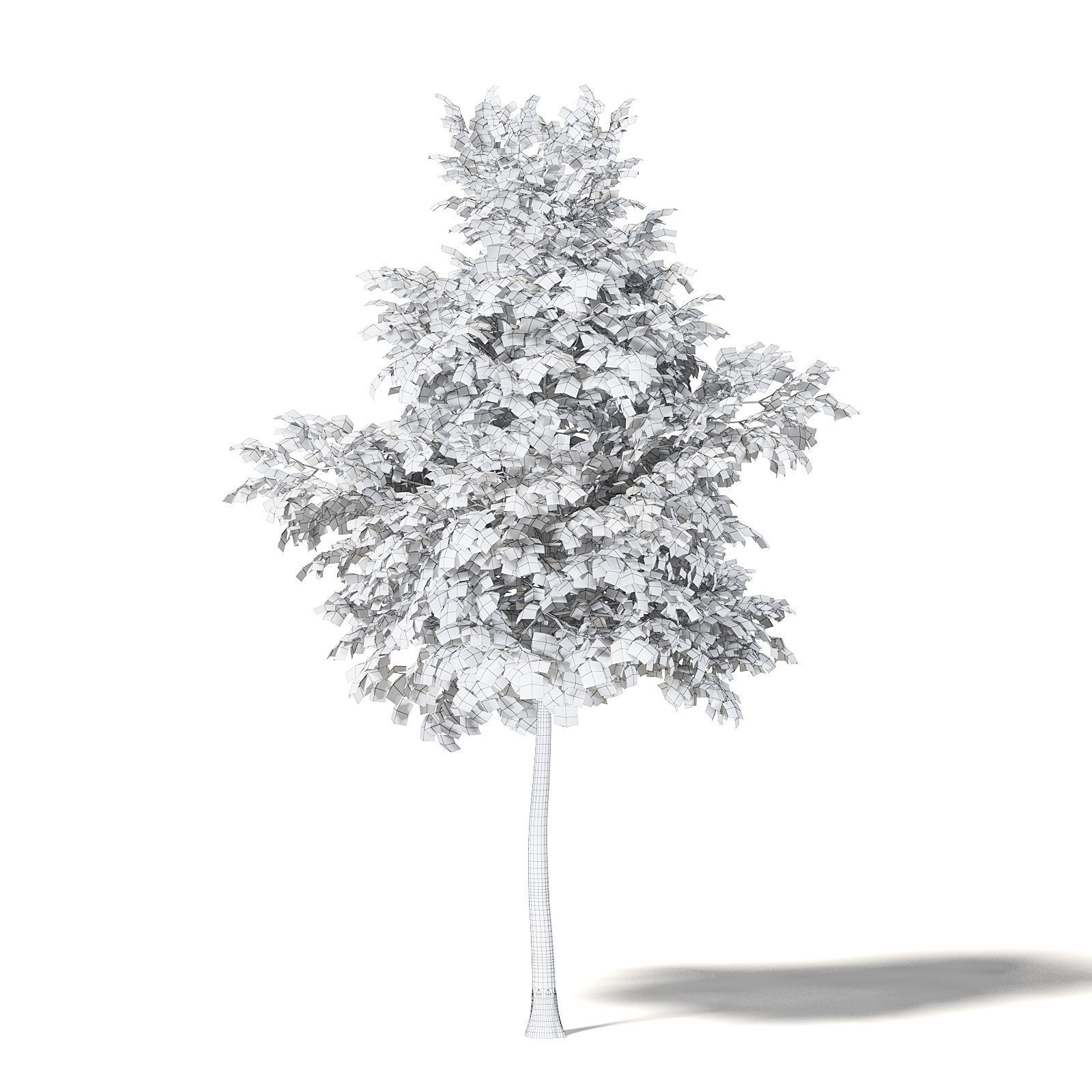 Mountain Ash 3D Model 5m 3D model_5