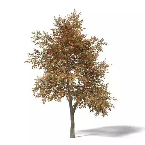 Mountain Ash 3D Model 5m