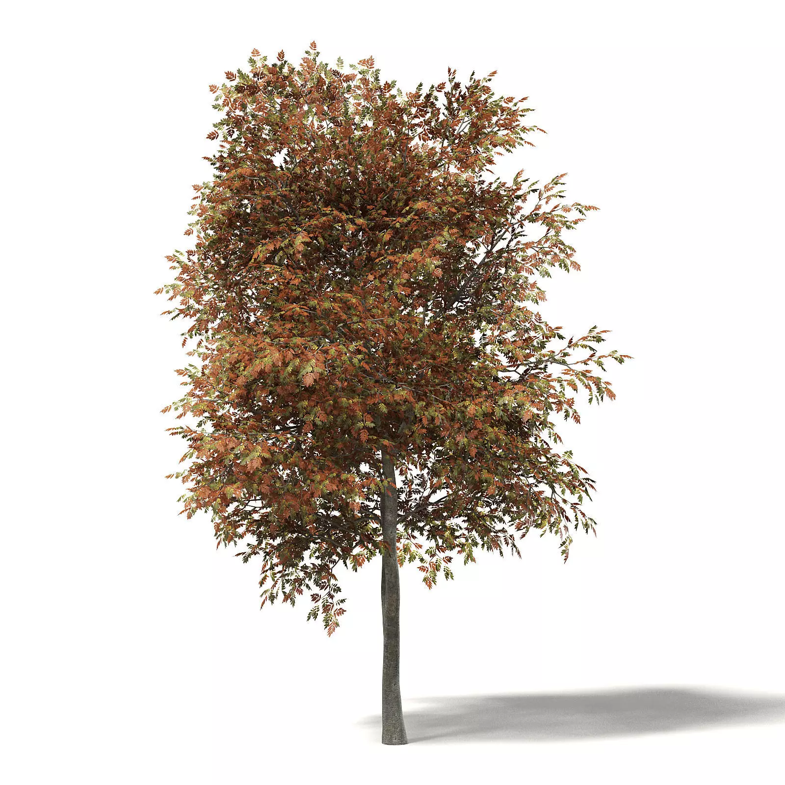 Mountain Ash 3D Model 8m 3D model_0