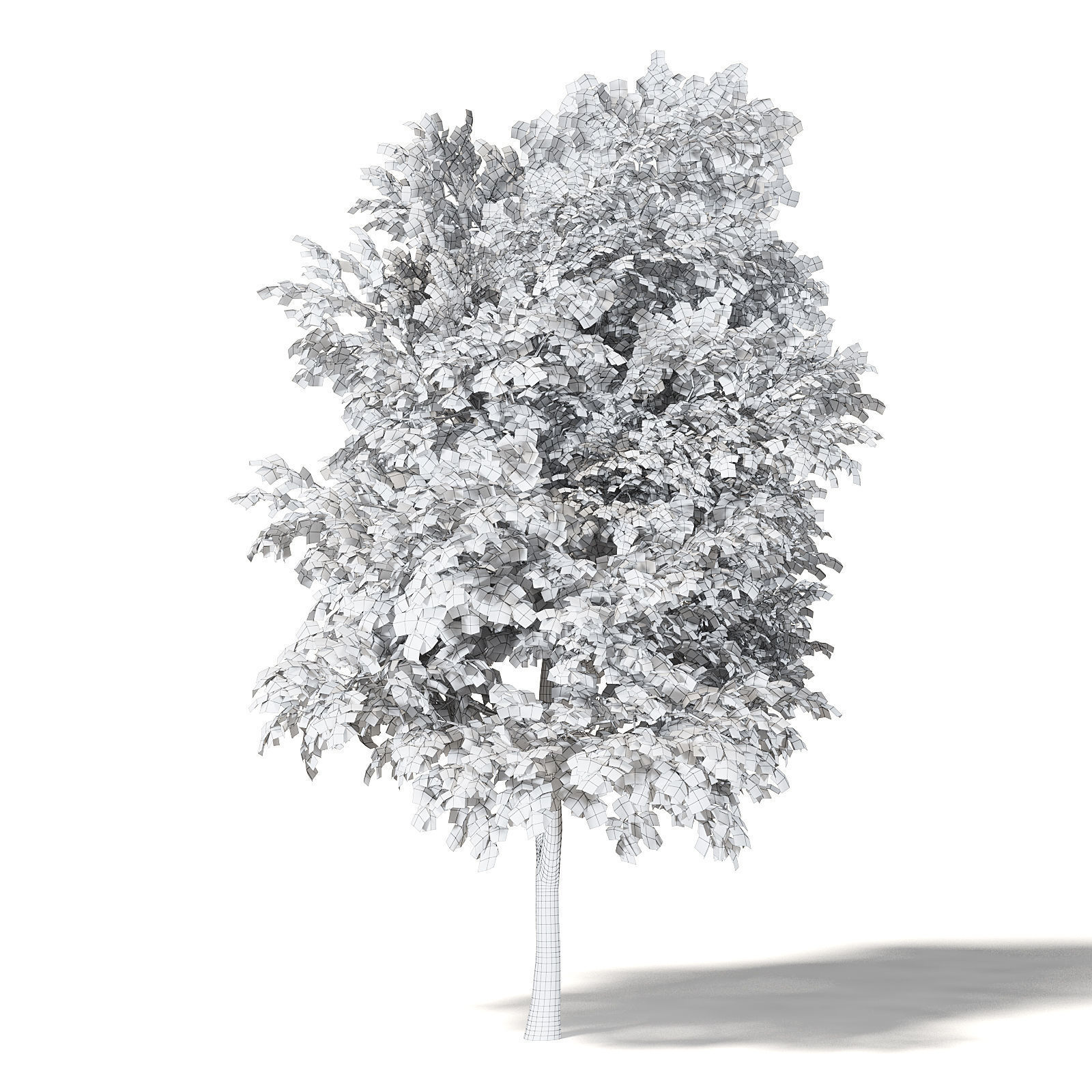 Mountain Ash 3D Model 8m 3D model_4