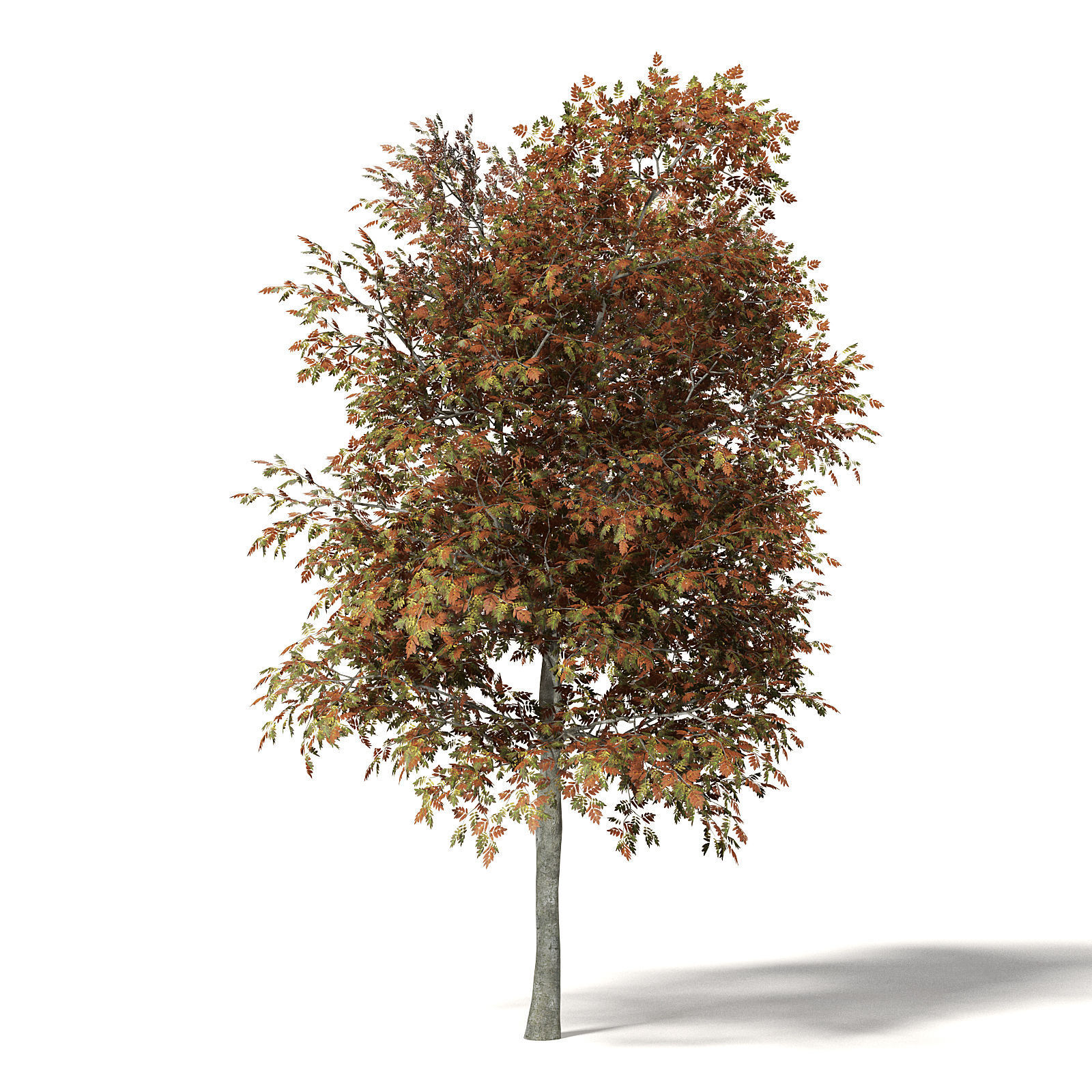 Mountain Ash 3D Model 8m 3D model_5