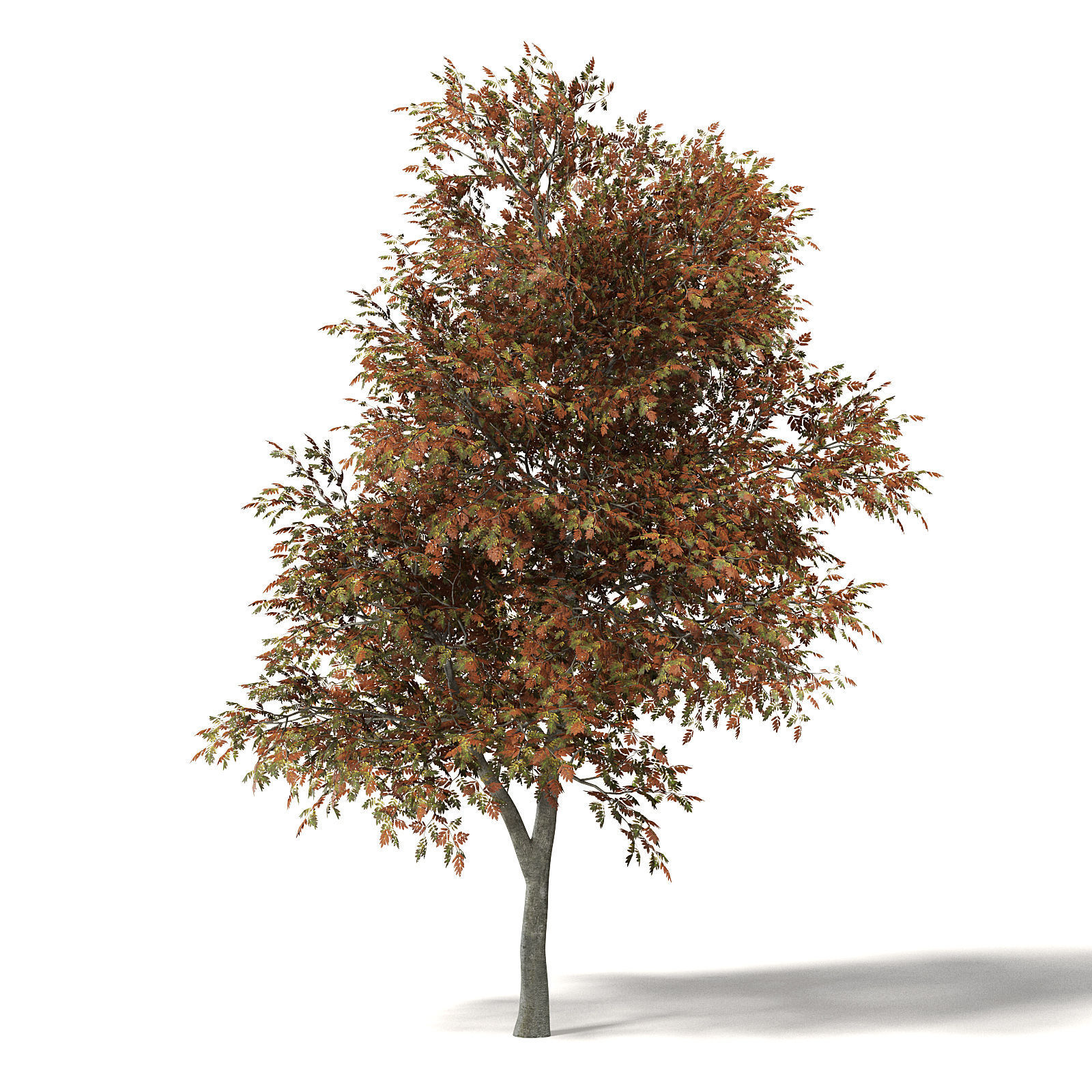 Mountain Ash 3D Model 8m 3D model_7