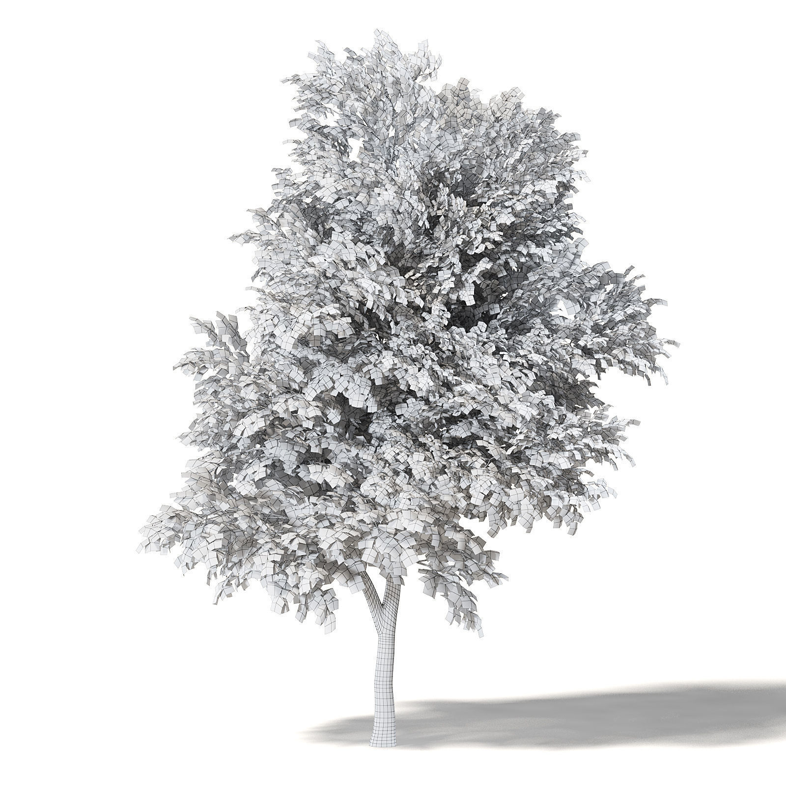 Mountain Ash 3D Model 8m 3D model_6